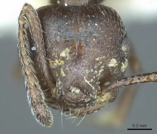 Crematogaster opaca - CASENT0919705