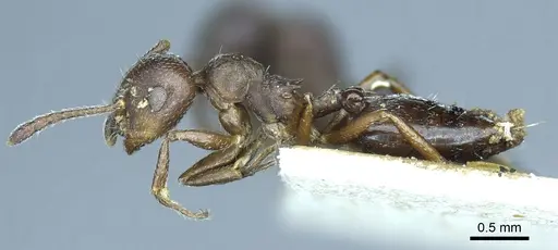 Crematogaster opaca - CASENT0919705