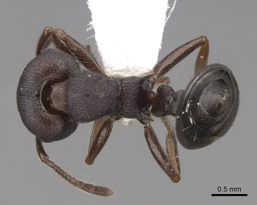 Crematogaster opaca - CASENT0922737