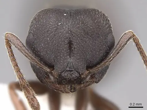Crematogaster opaca - CASENT0922737