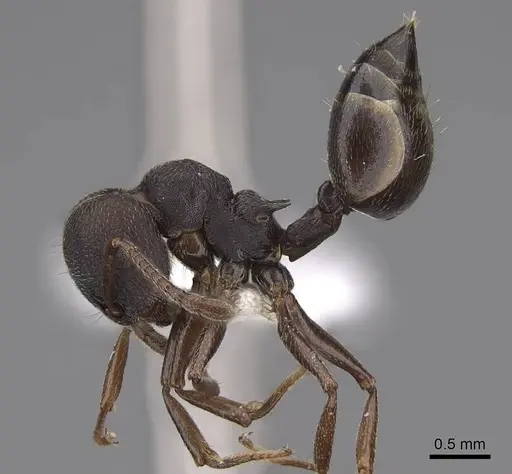 Crematogaster opaca - CASENT0922737