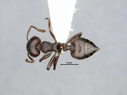Crematogaster opaca - CASENT4031431