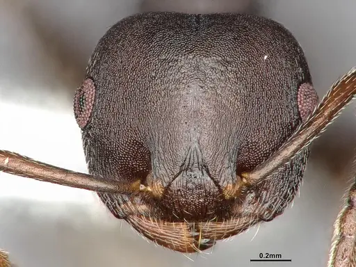 Crematogaster opaca - CASENT4031431