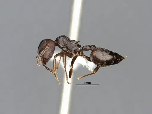 Crematogaster opaca - CASENT4031431