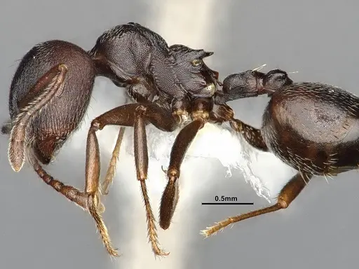 Crematogaster opaca - CASENT4031431