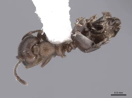 Crematogaster opaca - FMNHINS0000047251