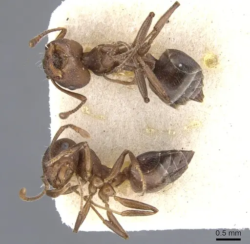 Crematogaster opaciceps specimen