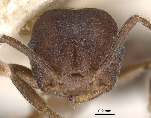 Crematogaster opaciceps specimen