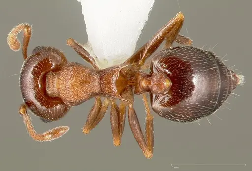 Crematogaster opuntiae specimen