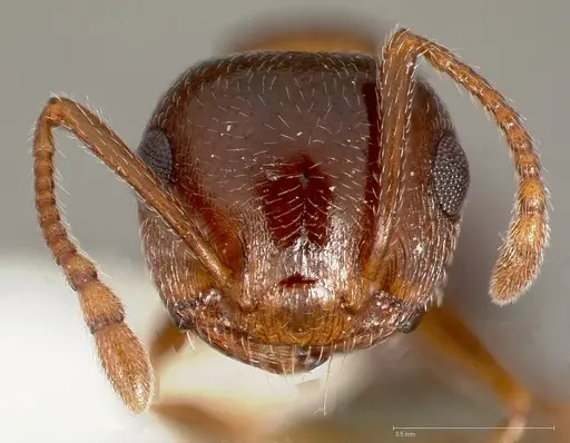 Crematogaster opuntiae specimen