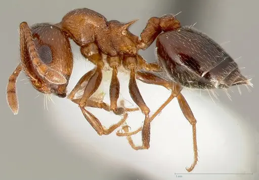 Crematogaster opuntiae - CASENT0005673