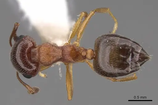 Crematogaster opuntiae - CASENT0922724
