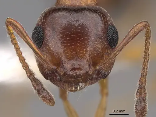 Crematogaster opuntiae - CASENT0922724