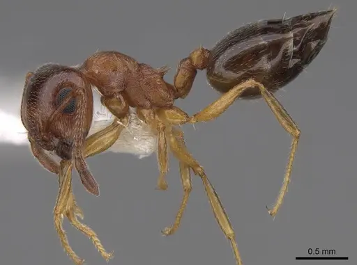 Crematogaster opuntiae - CASENT0922724