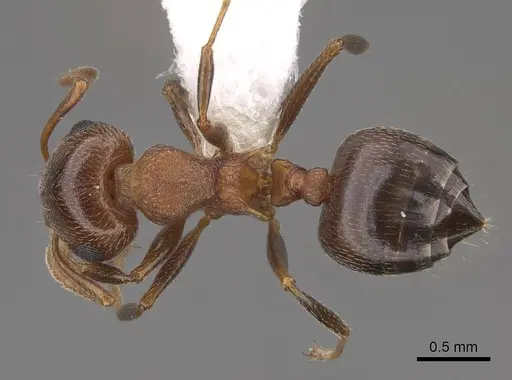 Crematogaster opuntiae - CASENT0922738