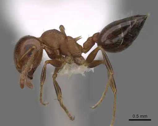 Crematogaster opuntiae - CASENT0922738