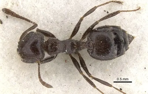 Crematogaster orobia specimen