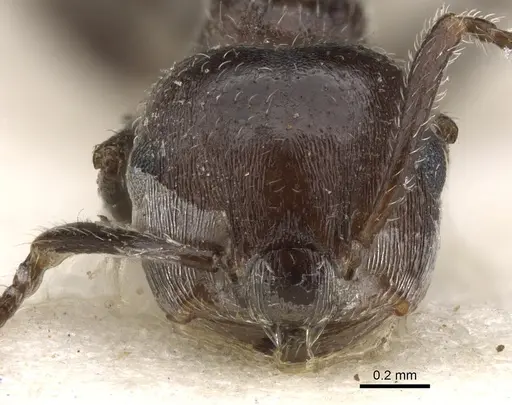 Crematogaster orobia specimen