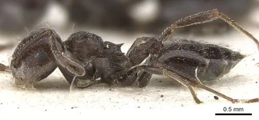Crematogaster orobia specimen