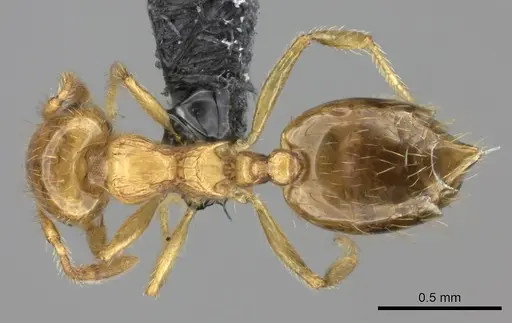 Crematogaster osakensis specimen