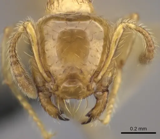 Crematogaster osakensis specimen