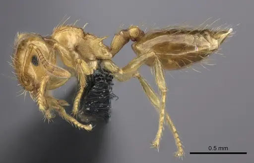 Crematogaster osakensis specimen