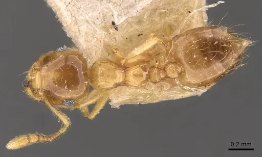 Crematogaster osakensis - CASENT0908356