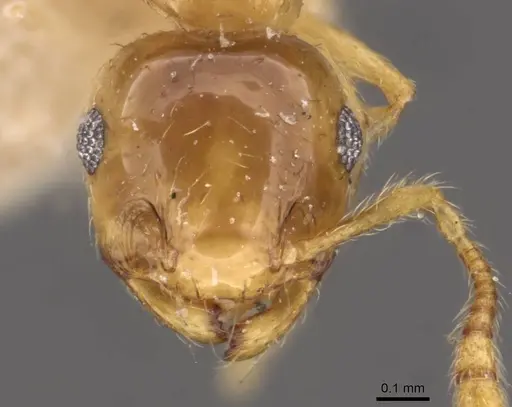 Crematogaster osakensis - CASENT0908356