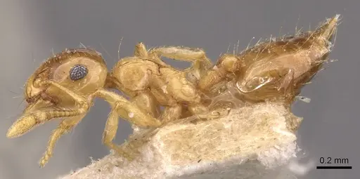 Crematogaster osakensis - CASENT0908356