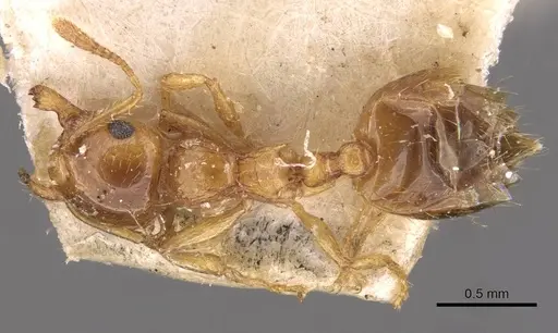Crematogaster osakensis - CASENT0908357