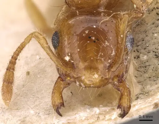 Crematogaster osakensis - CASENT0908357