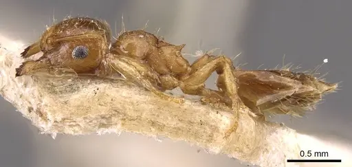 Crematogaster osakensis - CASENT0908357