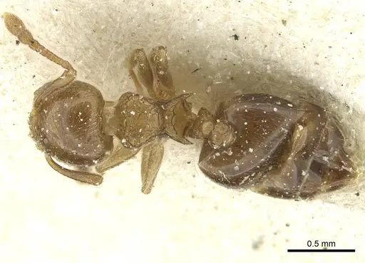 Crematogaster overbecki specimen