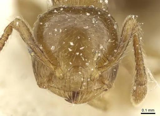 Crematogaster overbecki specimen