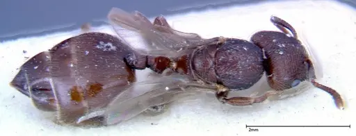 Crematogaster overbecki - FOCOL0272