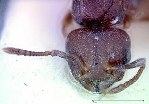 Crematogaster overbecki - FOCOL0272