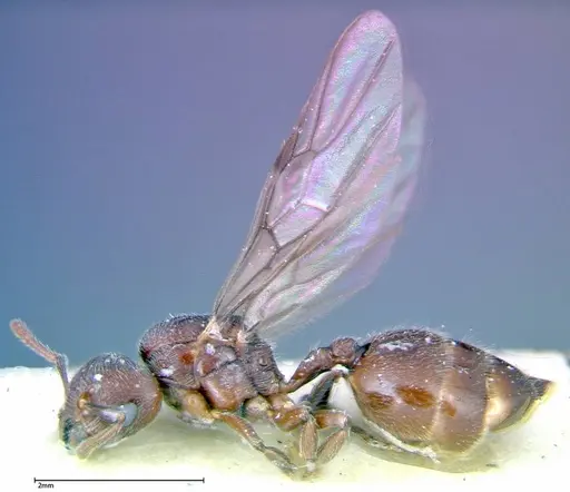 Crematogaster overbecki - FOCOL0272