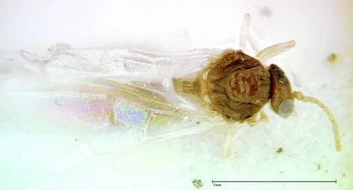 Crematogaster overbecki - FOCOL0273