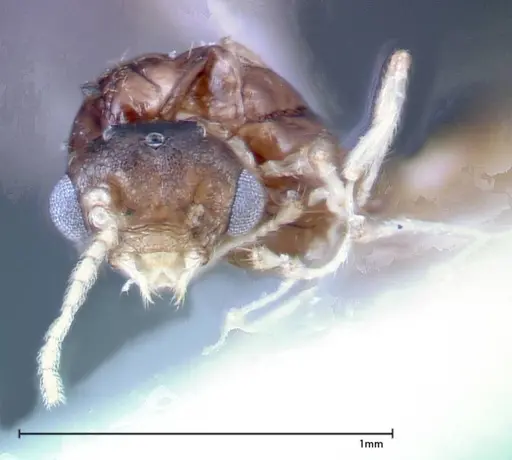Crematogaster overbecki - FOCOL0273