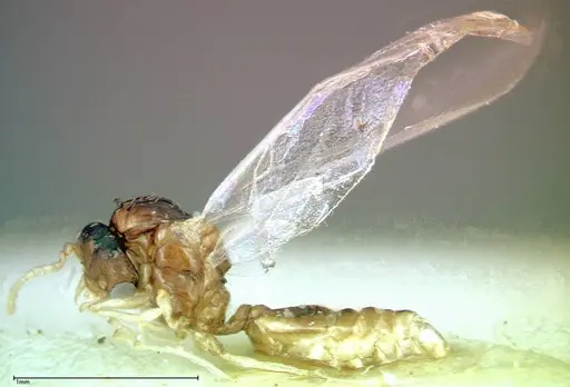 Crematogaster overbecki - FOCOL0273