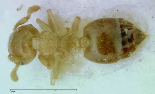 Crematogaster overbecki - FOCOL0274