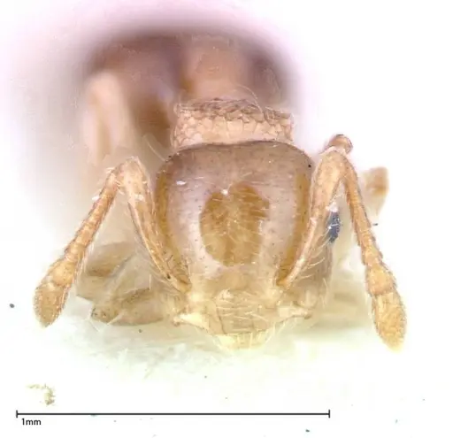 Crematogaster overbecki - FOCOL0274