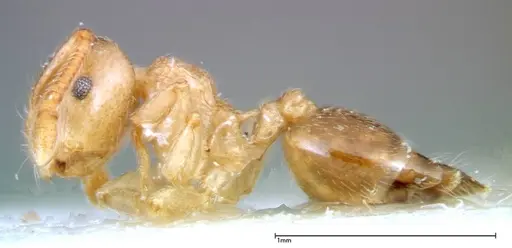Crematogaster overbecki - FOCOL0274