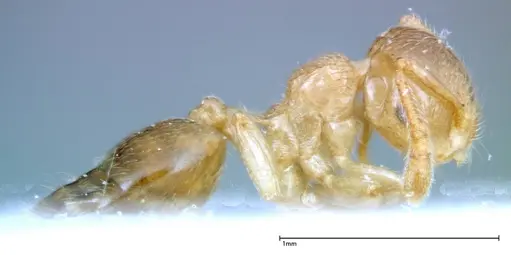 Crematogaster overbecki - FOCOL0274