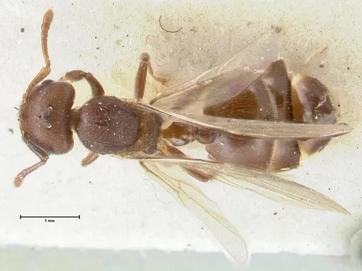 Crematogaster overbecki - FOCOL1634
