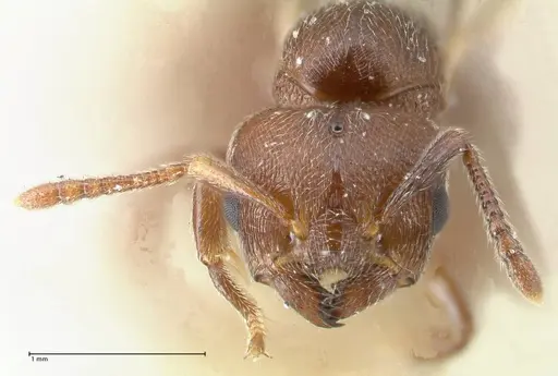 Crematogaster overbecki - FOCOL1634