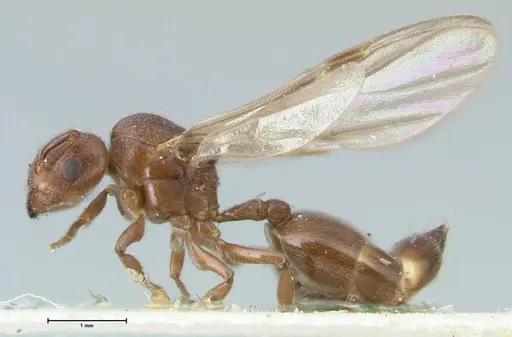 Crematogaster overbecki - FOCOL1634
