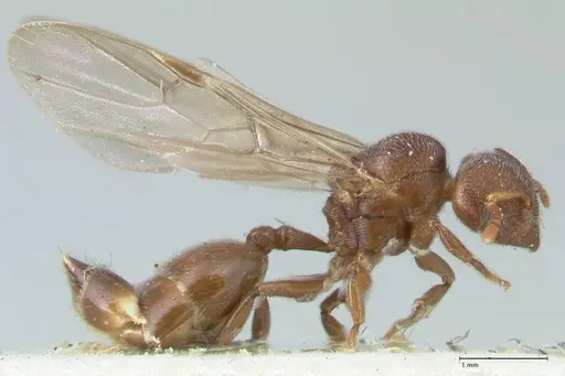 Crematogaster overbecki - FOCOL1634