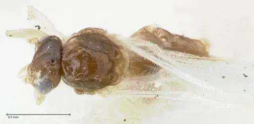 Crematogaster overbecki - FOCOL1635