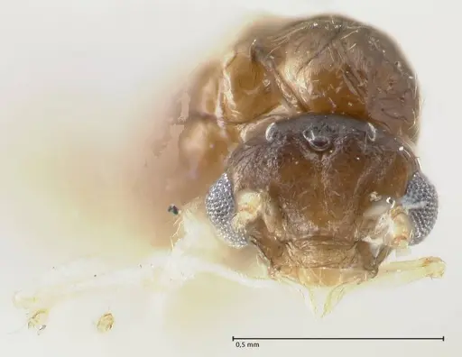 Crematogaster overbecki - FOCOL1635